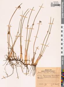 Juncus haenkei E.Mey., Siberia, Chukotka & Kamchatka (S7) (Russia)