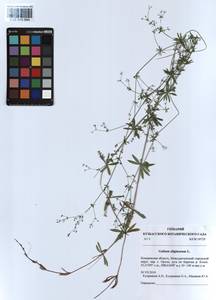 Galium uliginosum L., Siberia, Altai & Sayany Mountains (S2) (Russia)