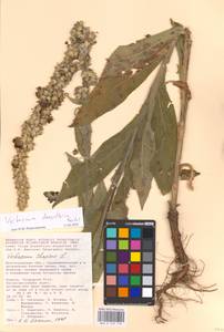 MHA 0 159 118, Verbascum densiflorum Bertol., Eastern Europe, Lower Volga region (E9) (Russia)