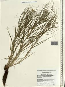 Gelasia ensifolia (M. Bieb.) Zaika, Sukhor. & N. Kilian, Eastern Europe, Rostov Oblast (E12a) (Russia)