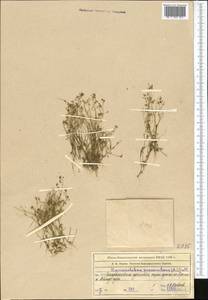 Hornungia procumbens (L.) Hayek, Middle Asia, Syr-Darian deserts & Kyzylkum (M7) (Kazakhstan)