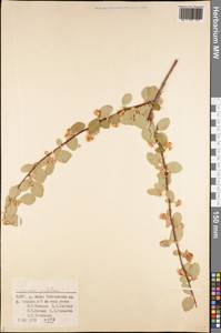 Cotoneaster multiflorus Bunge, Middle Asia, Pamir & Pamiro-Alai (M2) (Uzbekistan)