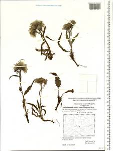 Saussurea congesta subsp. soczavae (Lipsch.) Vorosch., Siberia, Russian Far East (S6) (Russia)