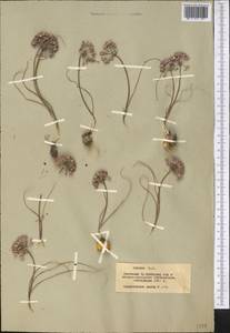 Allium lehmannianum Merckl. ex Bunge, Middle Asia, Muyunkumy, Balkhash & Betpak-Dala (M9) (Kazakhstan)