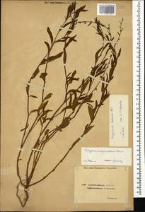 Polygonum bellardii All., Caucasus, Azerbaijan (K6) (Azerbaijan)