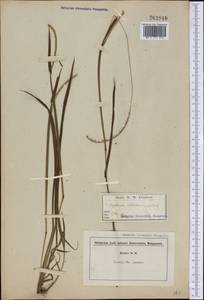 Paspalum setaceum Michx., America (AMER) (United States)