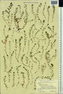 Lythrum portula (L.) D. A. Webb, Eastern Europe, Latvia (E2b) (Latvia)