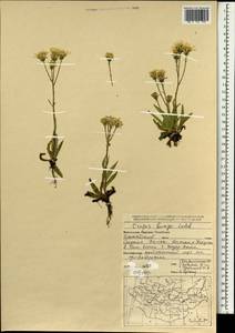 Crepis bungei Ledeb. ex DC., Mongolia (MONG) (Mongolia)