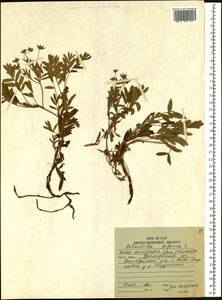 Sibbaldianthe bifurca subsp. orientalis (Juz.) Kurtto & T. Erikss., Siberia, Russian Far East (S6) (Russia)