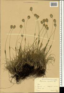 Alopecurus vaginatus (Willd.) Kunth, Crimea (KRYM) (Russia)