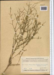 Convolvulus subsericeus Schrenk, Middle Asia, Muyunkumy, Balkhash & Betpak-Dala (M9) (Kazakhstan)