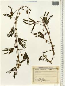 Acacia, South Asia, South Asia (Asia outside ex-Soviet states and Mongolia) (ASIA) (India)