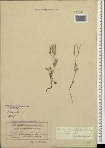Scandix macrorhyncha C. A. Mey., Crimea (KRYM) (Russia)