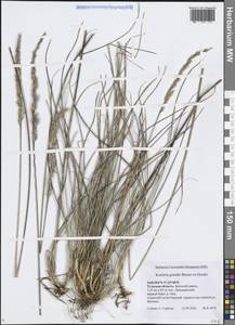 Koeleria pyramidata subsp. pyramidata, Eastern Europe, Central region (E4) (Russia)