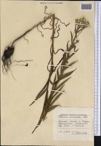 Achillea acuminata (Ledeb.) Sch. Bip., Siberia, Russian Far East (S6) (Russia)