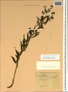 Lithospermum officinale L., Crimea (KRYM) (Russia)
