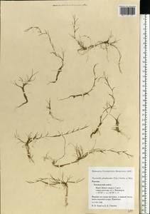 Puccinellia phryganodes (Trin.) Scribn. & Merr., Eastern Europe, Northern region (E1) (Russia)