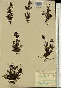 Pedicularis verticillata, Eastern Europe, Northern region (E1) (Russia)