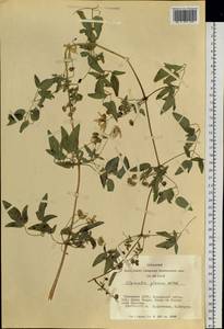 Clematis glauca Willd., Siberia, Altai & Sayany Mountains (S2) (Russia)