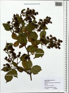 Rubus allegheniensis Porter, Eastern Europe, Moscow region (E4a) (Russia)