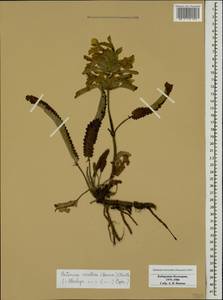 Betonica nivea subsp. ossetica (Bornm.) Krestovsk., Caucasus, Stavropol Krai, Karachay-Cherkessia & Kabardino-Balkaria (K1b) (Russia)