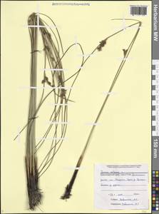 Juncus inflexus L., Caucasus, Black Sea Shore (from Novorossiysk to Adler) (K3) (Russia)