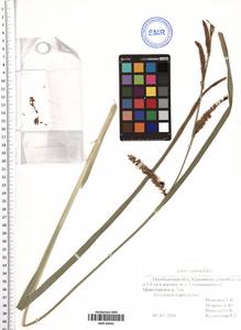 Carex riparia Curtis, Eastern Europe, Eastern region (E10) (Russia)