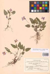 Viola canina subsp. ruppii (All.) Schübl. & G. Martens, Eastern Europe, Moscow region (E4a) (Russia)