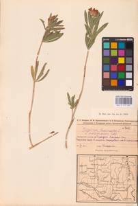 Trifolium lupinaster L., Eastern Europe, Eastern region (E10) (Russia)