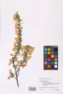 Caragana frutex (L.) K.Koch, Eastern Europe, Central forest-and-steppe region (E6) (Russia)