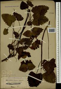 Betonica macrantha K.Koch, Caucasus, Georgia (K4) (Georgia)