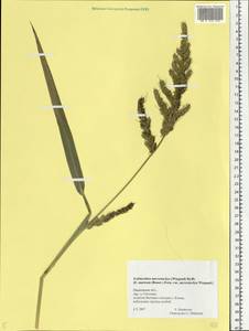 Echinochloa muricata (P.Beauv.) Fernald, Eastern Europe, Central forest region (E5) (Russia)