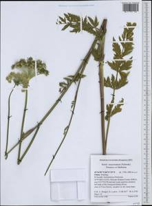 Seseli mucronatum (Schrenk) Pimenov & Sdobnina, South Asia, South Asia (Asia outside ex-Soviet states and Mongolia) (ASIA) (China)