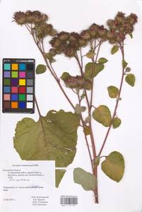 Arctium tomentosum Mill., Eastern Europe, Central region (E4) (Russia)