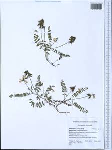 Astragalus alpinus, Middle Asia, Pamir & Pamiro-Alai (M2) (Kyrgyzstan)