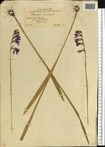 Gladiolus imbricatus L., Eastern Europe, West Ukrainian region (E13) (Ukraine)