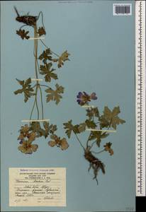 Geranium ibericum Cav., Caucasus, South Ossetia (K4b) (South Ossetia)