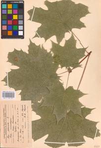 Acer platanoides L., Eastern Europe, Central forest-and-steppe region (E6) (Russia)