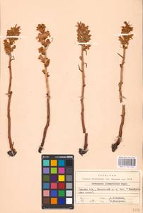 MHA 0 162 470, Orobanche buekii subsp. buekii, Eastern Europe, North Ukrainian region (E11) (Ukraine)