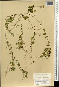 Linnaea borealis L., Mongolia (MONG) (Mongolia)
