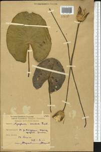 Nymphaea candida C. Presl, Middle Asia, Northern & Central Kazakhstan (M10) (Kazakhstan)