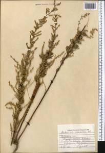 Artemisia arenaria DC., Middle Asia, Syr-Darian deserts & Kyzylkum (M7) (Uzbekistan)