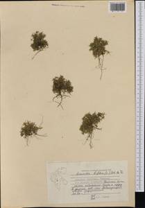 Cherleria biflora (L.) A. J. Moore & Dillenb., Western Europe (EUR) (Svalbard and Jan Mayen)