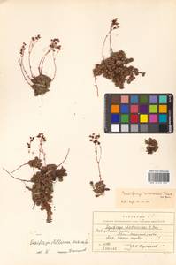 Saxifraga cherlerioides D. Don, Siberia, Russian Far East (S6) (Russia)