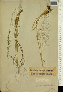 Sporobolus ioclados (Nees ex Trin.) Nees, Africa (AFR) (South Africa)
