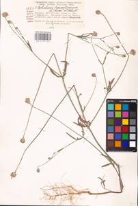 Cephalaria transsylvanica (L.) Schrad. ex Roem. & Schult., Eastern Europe, South Ukrainian region (E12) (Ukraine)