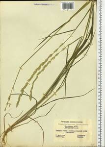 Elymus macrourus (Turcz. ex Steud.) Tzvelev, Siberia, Yakutia (S5) (Russia)