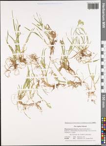 Poa supina Schrad., Eastern Europe, Northern region (E1) (Russia)