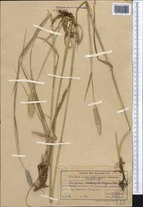 Alopecurus pratensis L., Middle Asia, Western Tian Shan & Karatau (M3) (Uzbekistan)