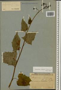 Caucasoseris abietina (Boiss. & Balansa) M. Güzel, N. Kilian, Sennikov & Coskunc., Caucasus, South Ossetia (K4b) (South Ossetia)